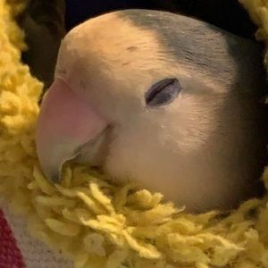 Meet your Posher, Shabih